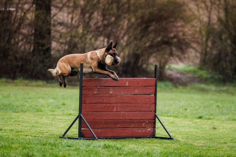Perro pastor belga Malinois.