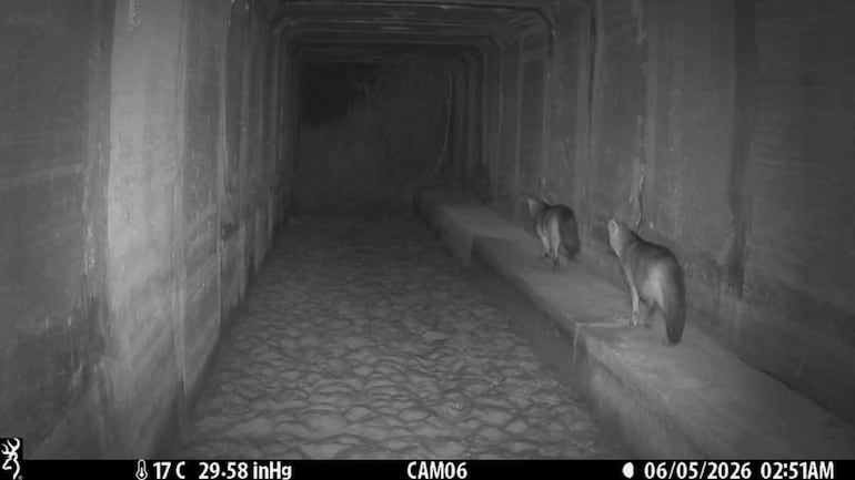 Dos zorros se encuentran en un túnel oscuro, explorando un ambiente cerrado con paredes de concreto y suelo de tierra.