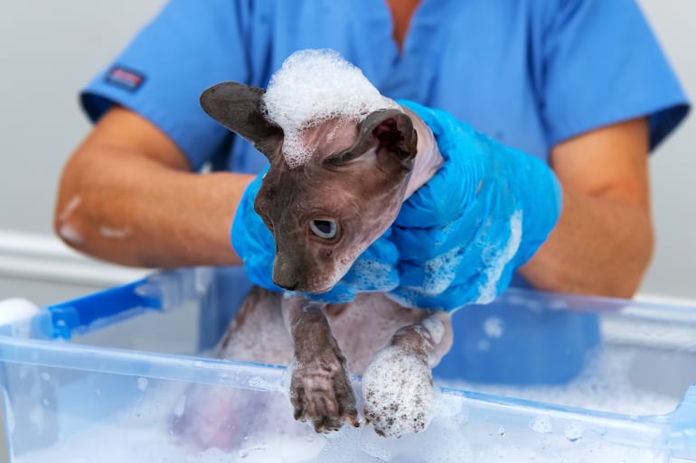 Gatos sphynx en pleno baño.