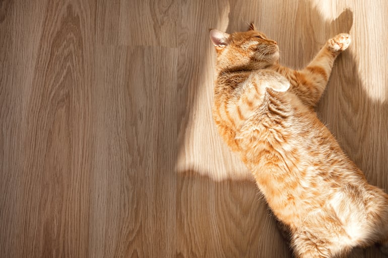 Gato solo en casa.