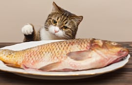 Gato y pescado.