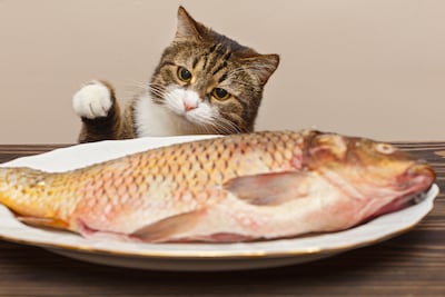 Gato y pescado.