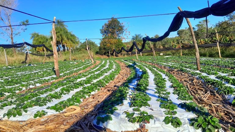Cultivo de frutillas en la compañía Cerro Costa de Santa Rosa, Misiones.