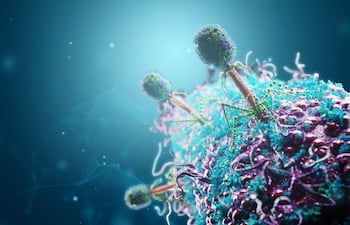 Aunque la fagoterapia -el uso de esos bacteriófagos- continúa en desarrollo clínico, estos tratamientos podrían ofrecer nuevas alternativas cuando las terapias convencionales resultan insuficientes.