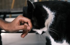 Gato.