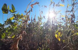 Argentina sigue siendo el principal comprador de la soja paraguaya. ABC Color.