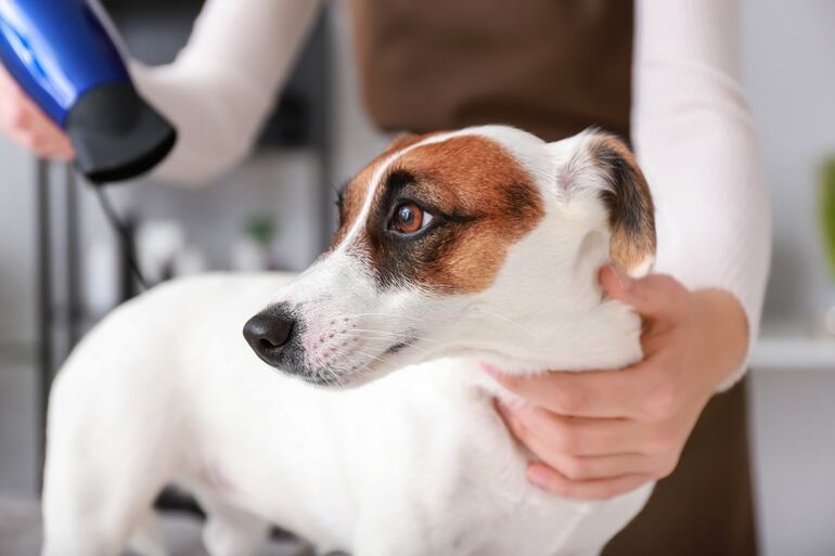 Una persona seca el pelo de su perro con un secador de pelo.