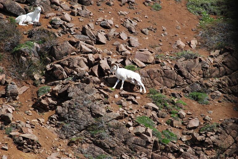 Ovejas Dahl, Parque Nacional Denali en Alaska.