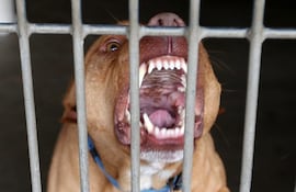 Violento ataque de pitbull deja a su dueño gravemente herido en Ciudad del Este. (Imagen ilustrativa)