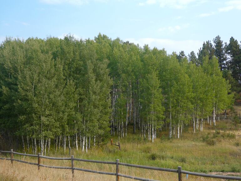 Un estrado de Quaking Aspen (Populus tremuloides).