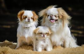 Perros de raza Japanese Chin.