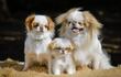 Perros de raza Japanese Chin.