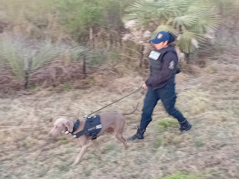 Agentes policiales ingresan a una zona boscosa de Tarumandy, Luque, para buiscar a cuatro de los sospechosos del asalto a un depósito de la DNIT en Mariano Roque Alonso en la madrugada de este 9 de julio.