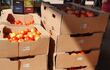 Cajas de tomates cuyas etiquetas corresponden a naranjas.