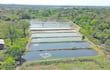 Un emprendimiento en Concepción alquila estanques construidos para que cualquier productor críe pacú o tilapia sin invertir en infraestructura.