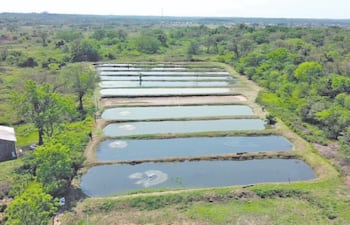 Un emprendimiento en Concepción alquila estanques construidos para que cualquier productor críe pacú o tilapia sin invertir en infraestructura.