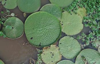 Con la luz del sol, resalta aún más el brillo de la planta acuática.