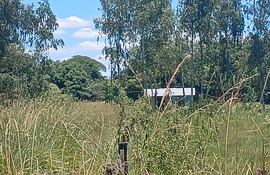 General Delgado: hallaron muerto a un hombre con múltiples picaduras de abeja.