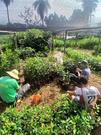 Productores de cítricos de Cabañas fortalecen la producción local con calidad y tradición familiar.