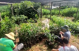 Productores de cítricos de Cabañas fortalecen la producción local con calidad y tradición familiar.