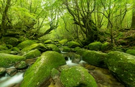 Isla de Yakushima, Japón.