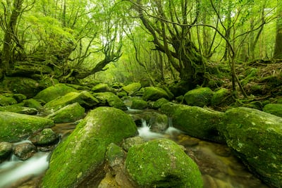 Isla de Yakushima, Japón.