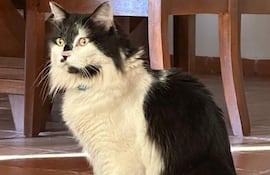 Floki, un gato Manx de pelaje largo, busca su camino en un área de madera cercana al Colegio Adonai.