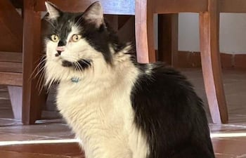 Floki, un gato Manx de pelaje largo, busca su camino en un área de madera cercana al Colegio Adonai.