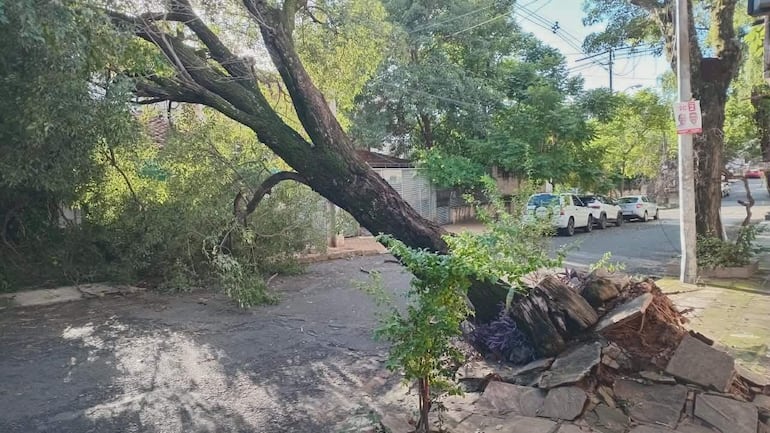 Árbol caído en calle urbana, con ramas esparcidas sobre el asfalto y vehículos estacionados al fondo.