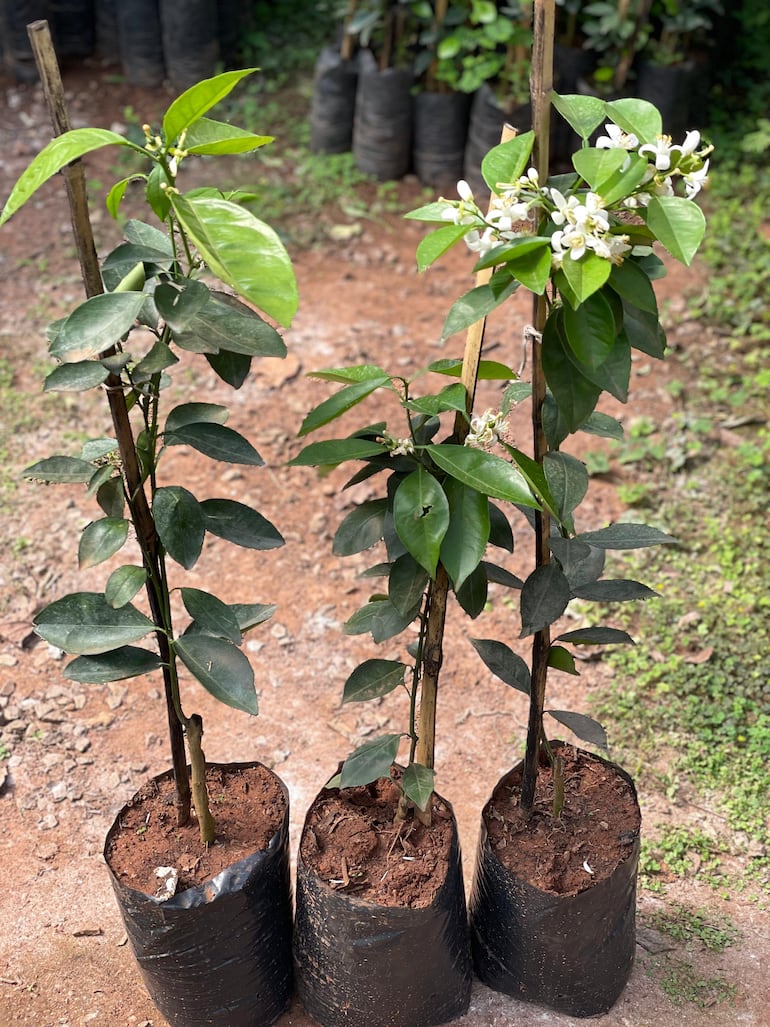 Los plantines de naranja lideran la preferencia de los productores por su rápida adaptación y buen rendimiento.