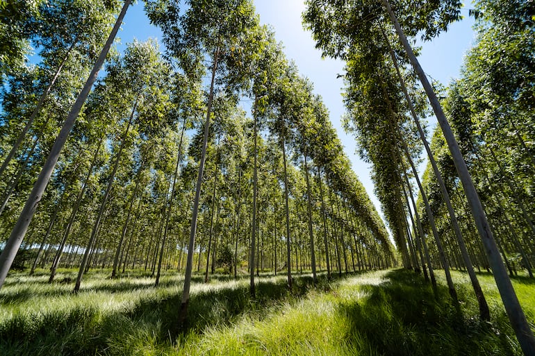 Plansur: la historia que va de 50 a 4.500 hectáreas forestales por año