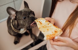 ¿Está bien dar nuestra comida a nuestras mascotas?