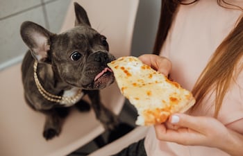 ¿Está bien dar nuestra comida a nuestras mascotas?