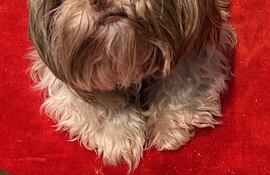 Samy, una pequeña y amorosa Shih Tzu, se extravió el pasado 19 de junio en la zona de Barcequillo.