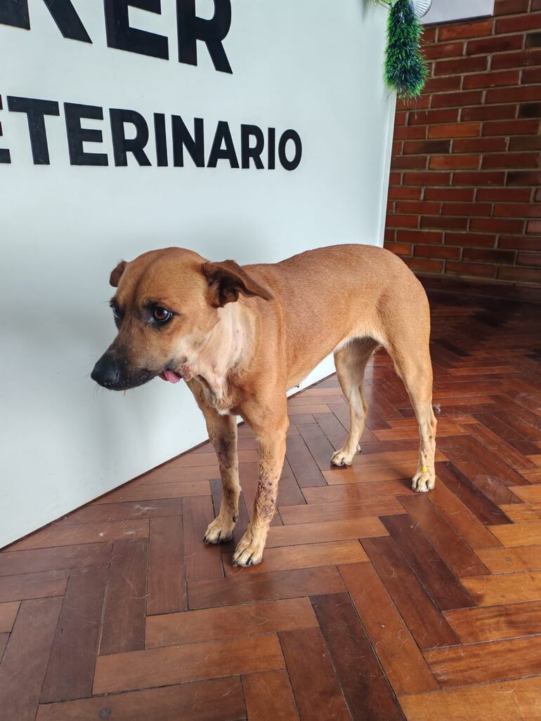 Canela, la perrita herida en el hocico con un cebollón durante las fiestas de Año Nuevo en Areguá.