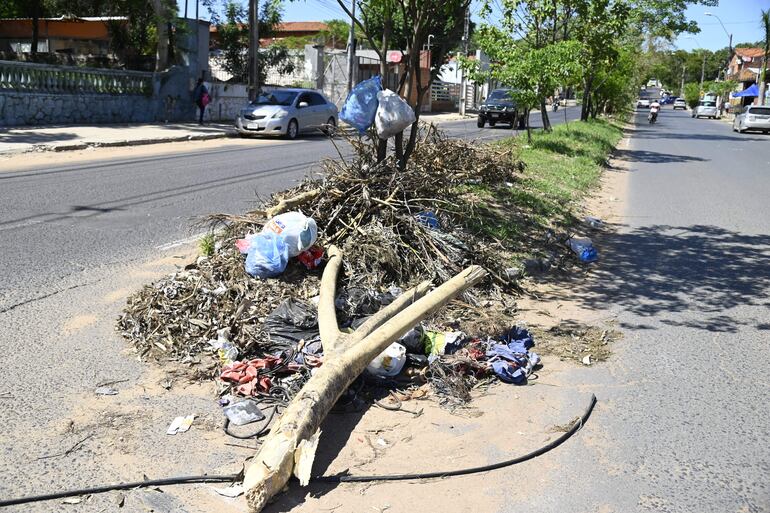 Peligrosa rama en medio de la avenida Brasilia casi San Salvador.