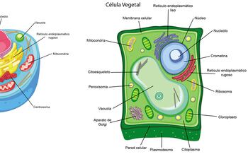 Célula animal y vegetal