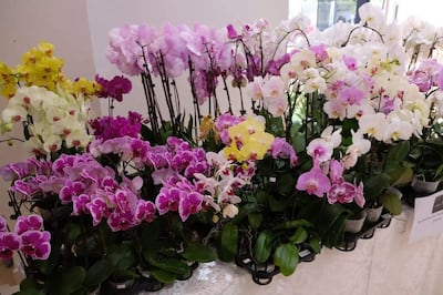 Variedad de orquídeas en tonos púrpura, blanco, amarillo y rosa, organizadas en un montaje en un ambiente interior.