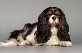 Perro de la raza cavalier king charles spaniel.