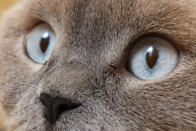 Gato.