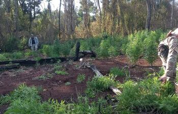 La destrucción de la plantación estuvo a cargo de agentes de la Secretaría Nacional Antidrogas (SENAD).