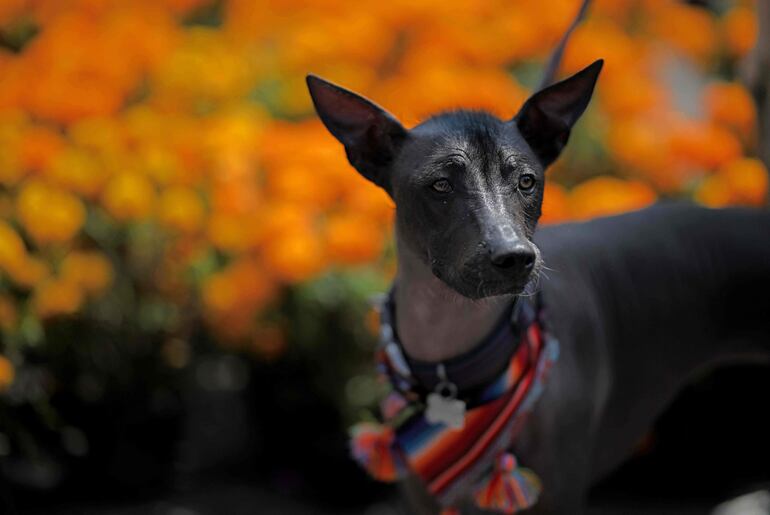 Esta vista muestra un perro Xoloitzcuintle, una raza nativa de México que, según la mitología azteca, es un perro guía hacia el inframundo, durante las celebraciones anuales del Día de Muertos en la Ciudad de México el 2 de noviembre de 2025.