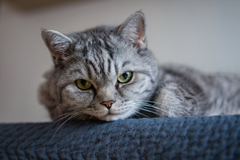 Gato y sus vibrisas.