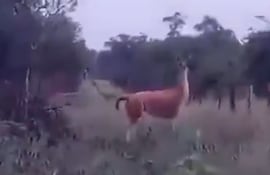 Un guanaco corriendo en el Chaco paraguayo.