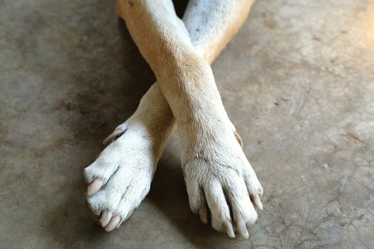 Cuidado de las uñas de los perros.