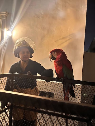 Bomberos voluntarios de Concepción rescataron un ejemplar de gua’a pytã (guacamayo rojo).