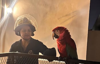 Bomberos voluntarios de Concepción rescataron un ejemplar de gua’a pytã (guacamayo rojo).