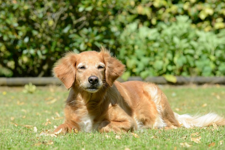 Perro senior.