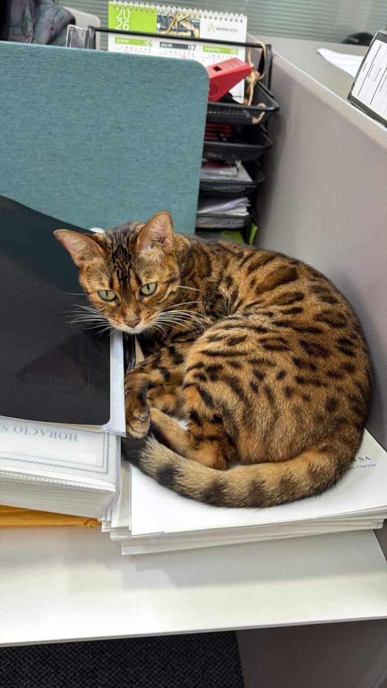 Gato Bengal de pelaje marrón con manchas negras, descansando sobre documentos en un escritorio moderno.