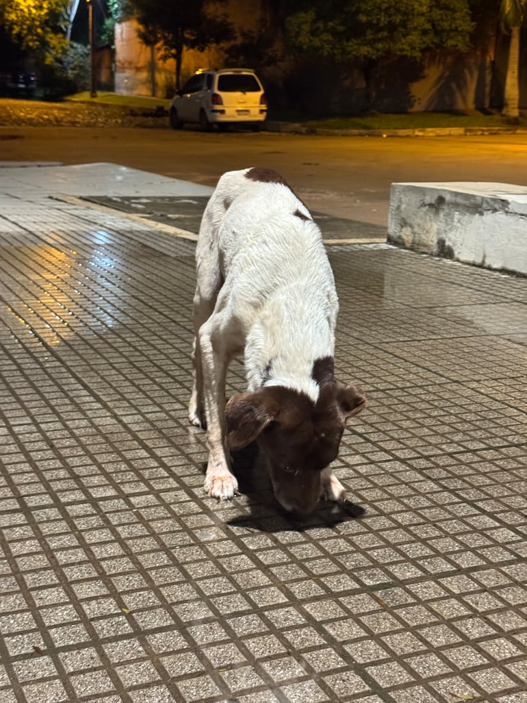 Tierno fue visto por última vez en inmediaciones de Casa Rica, sobre la avenida Molas López.